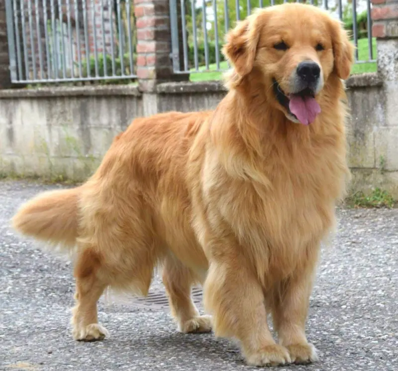 Golden Retriever tra Le Razze di Cani più Amate dagli Uomini nel 2023