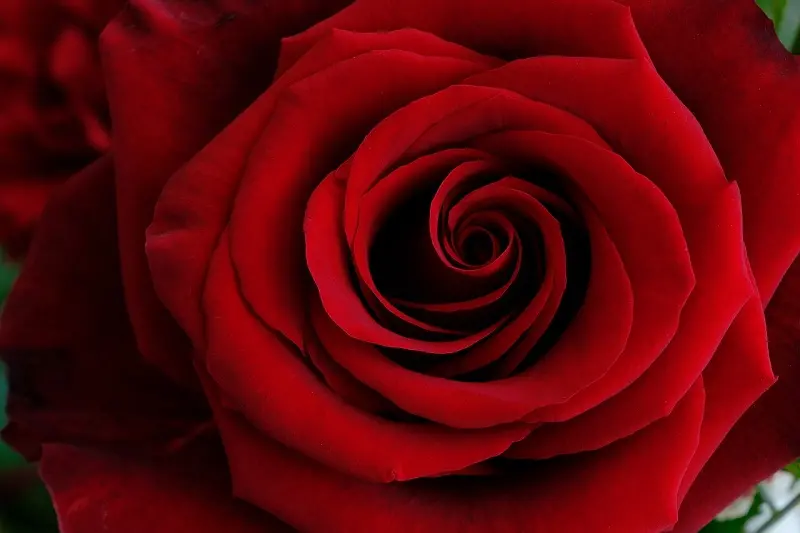 Fiori per San Valentino: una selezione dei più belli da regalare alla persona del cuore